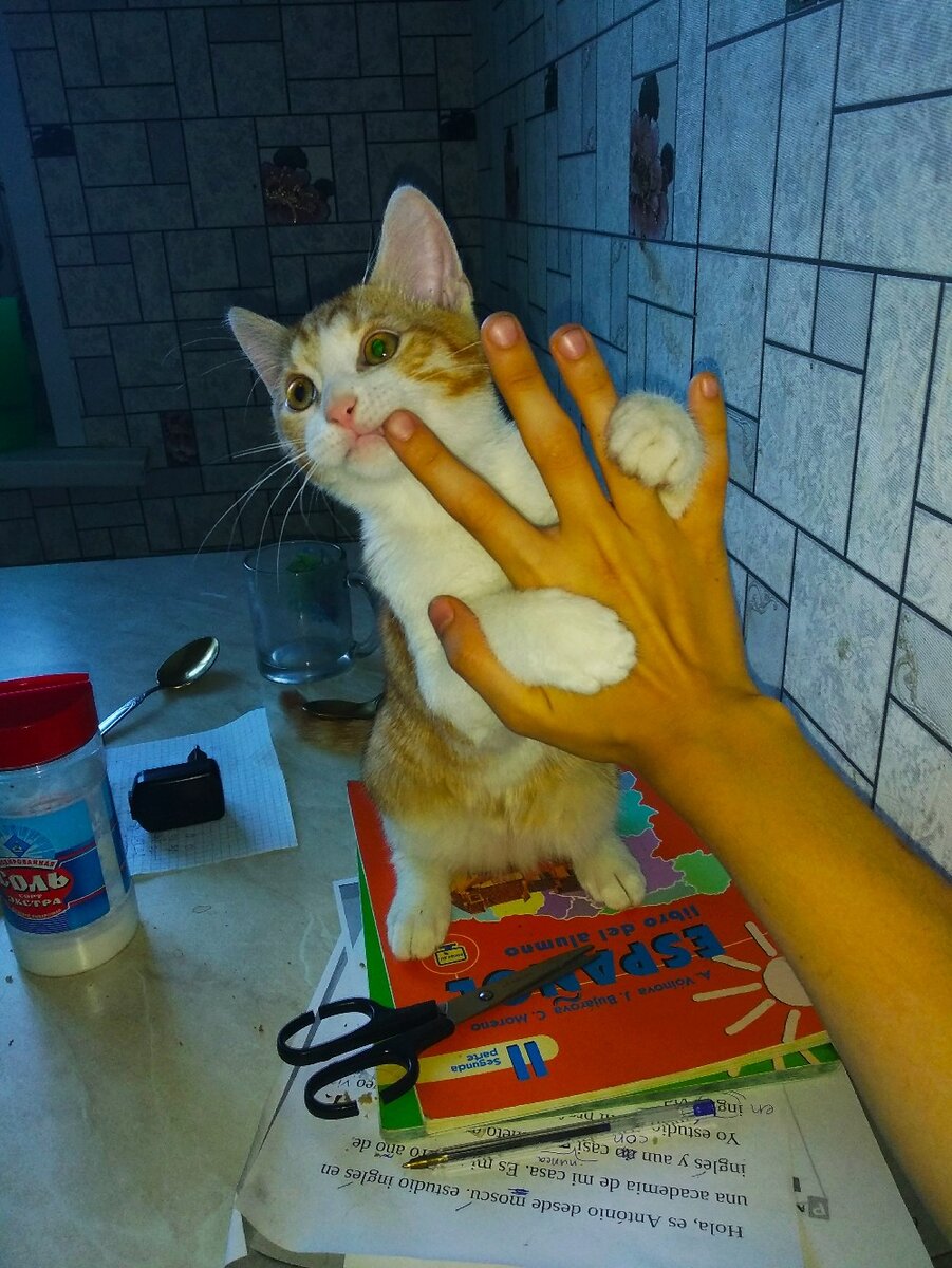 Подросший Персик. Топчется по столу и учебникам Сына - правил для него не существует.