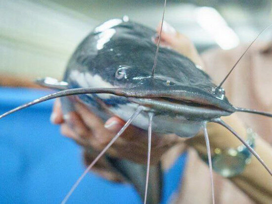 ФОТО ИЗ СОЦСЕТЕЙ ДЕПАРТАМЕНТА С/Х И ПРОДОВОЛЬСТВИЯ ИВАНОВСКОЙ ОБЛАСТИ 