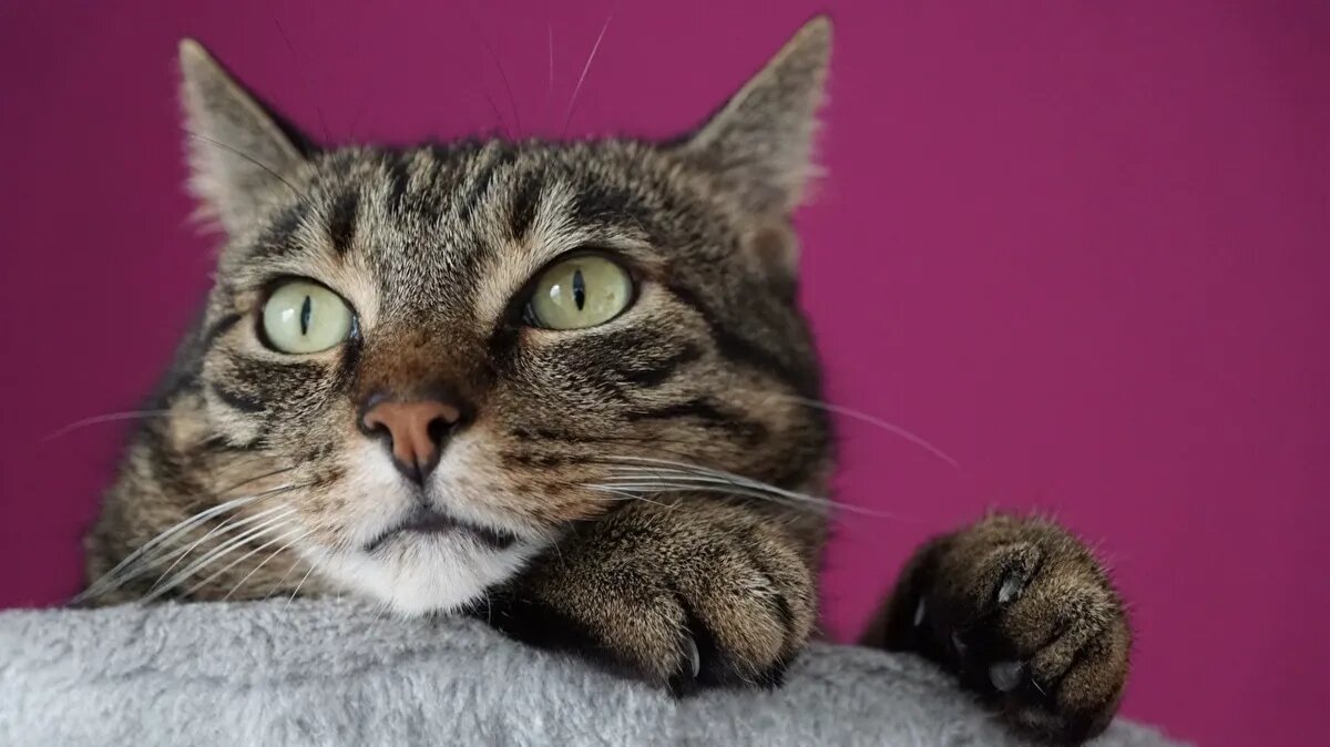 Котики охраняют Эрмитаж с момента постройки Зимнего дворца. Фото: pxhere.com