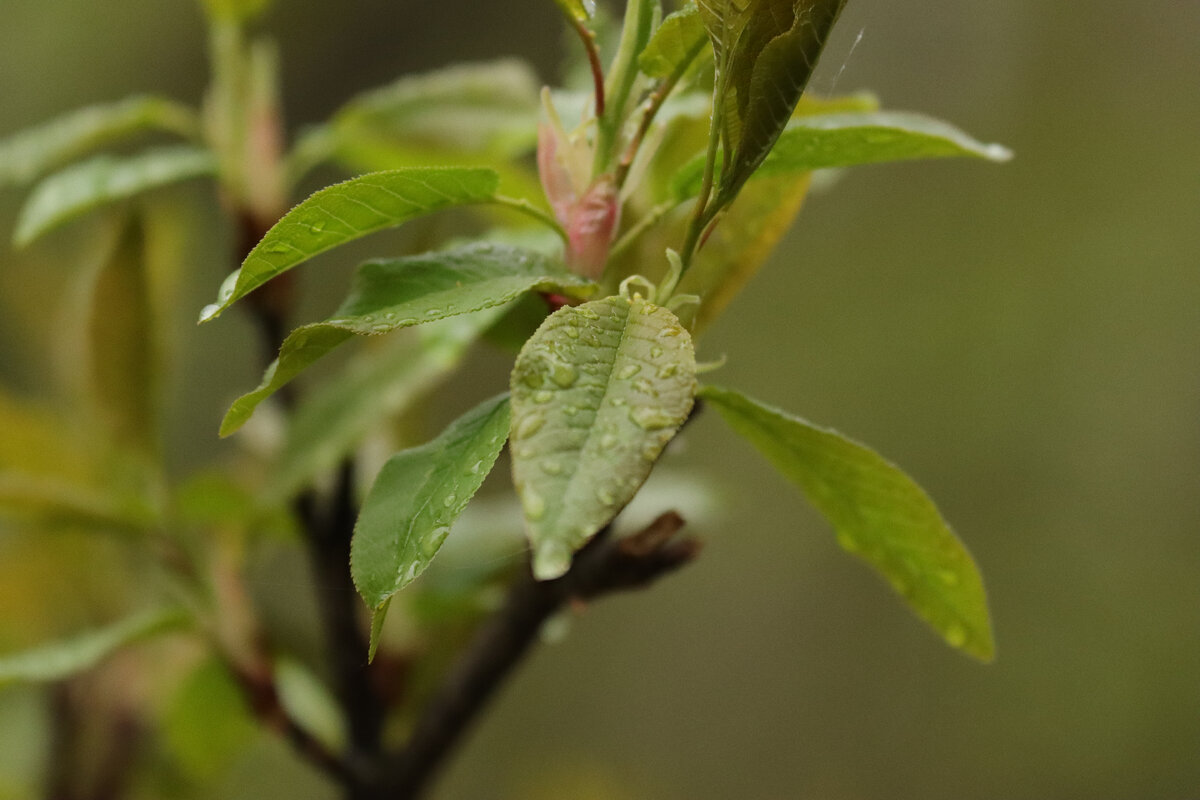 После дождя 