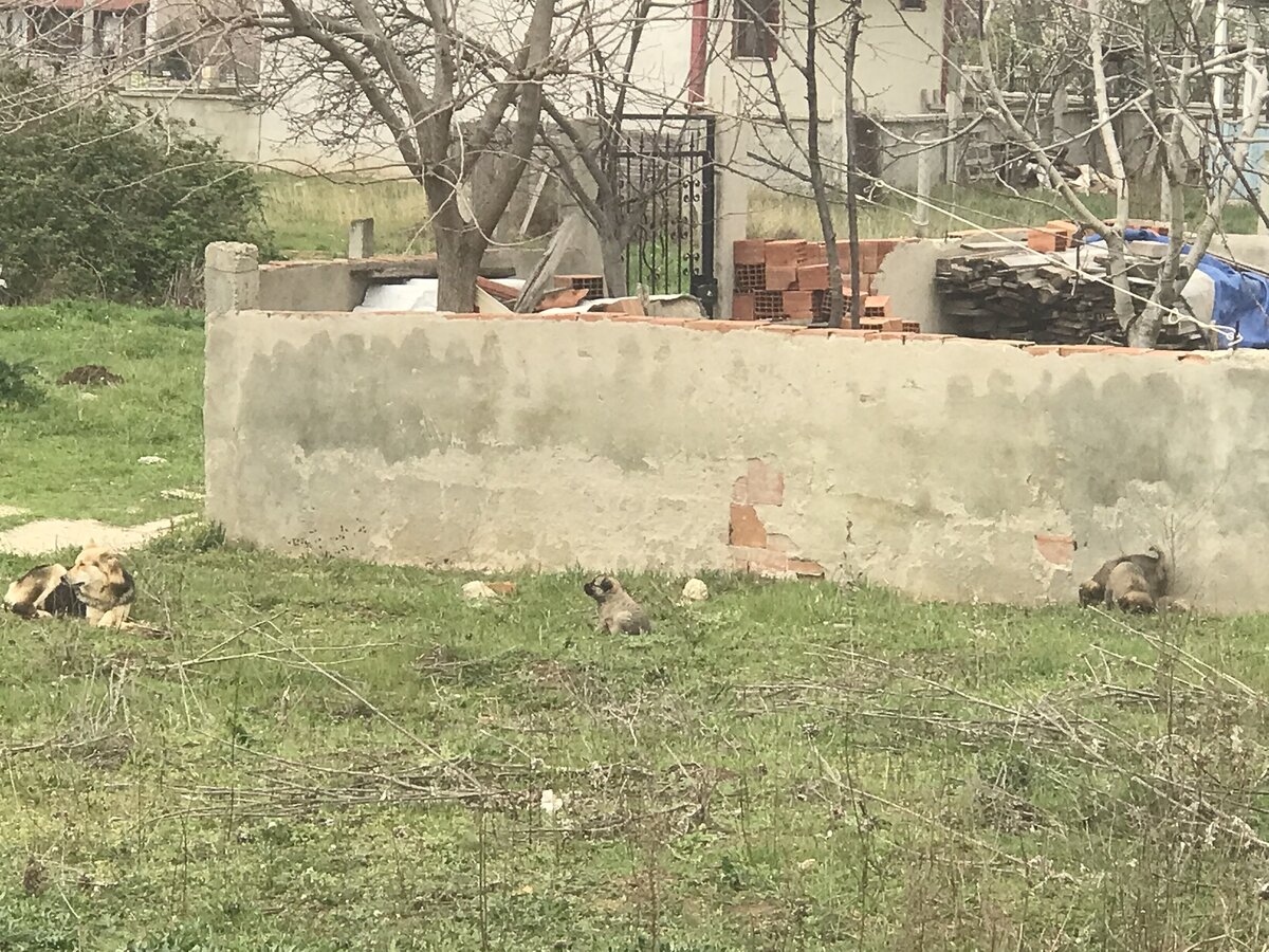 Опять Лиска со своими малышами. Теперь, когда малышня подросла, их приходится кормить каждый день 