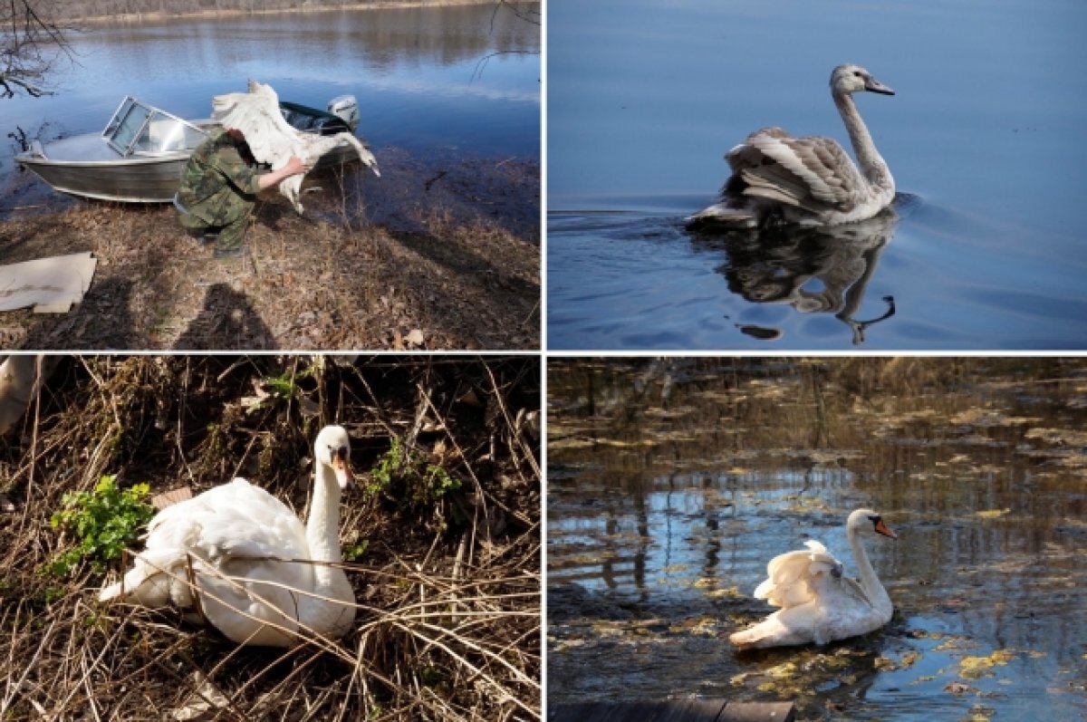    Стала известна судьба двух лебедей, попавших в приют «Дом Айболита»