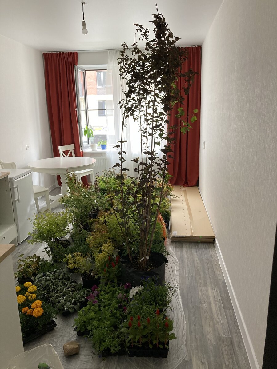 Приемлемое количество растений на однокомнатную, простите, еврооднокомнатную квартиру