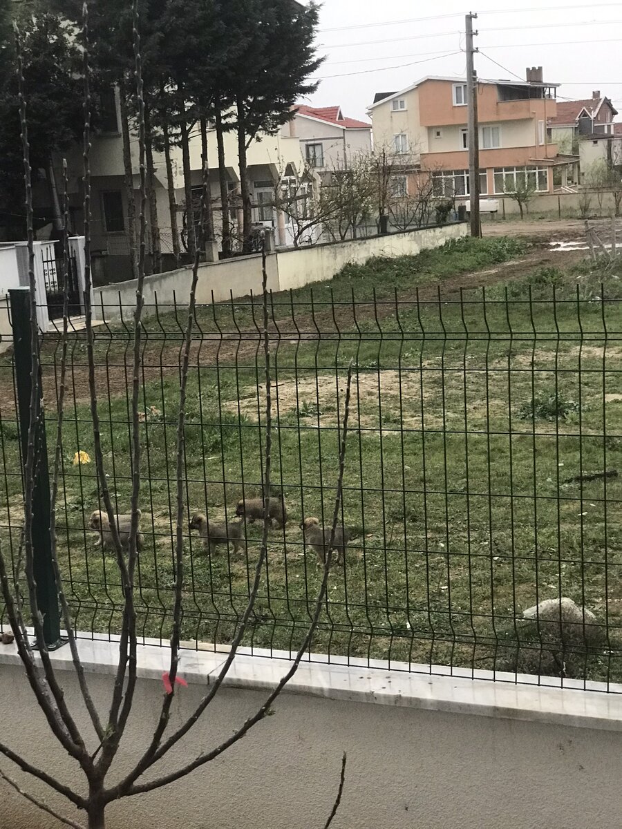 Вот эта группа отважных исследователей окрестностей нашего дома.