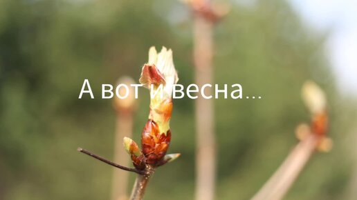 А вот и весна... дымка зелени и первые цветы