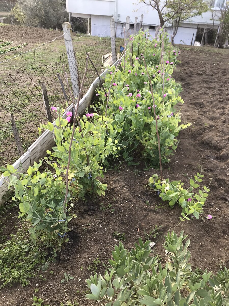 Фото чужой фасоли )))) Тоже хочу такую же вырастить!