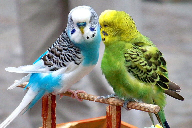 Особенности зрения волнистых попугаев: что знаем о визуальных способностях птиц