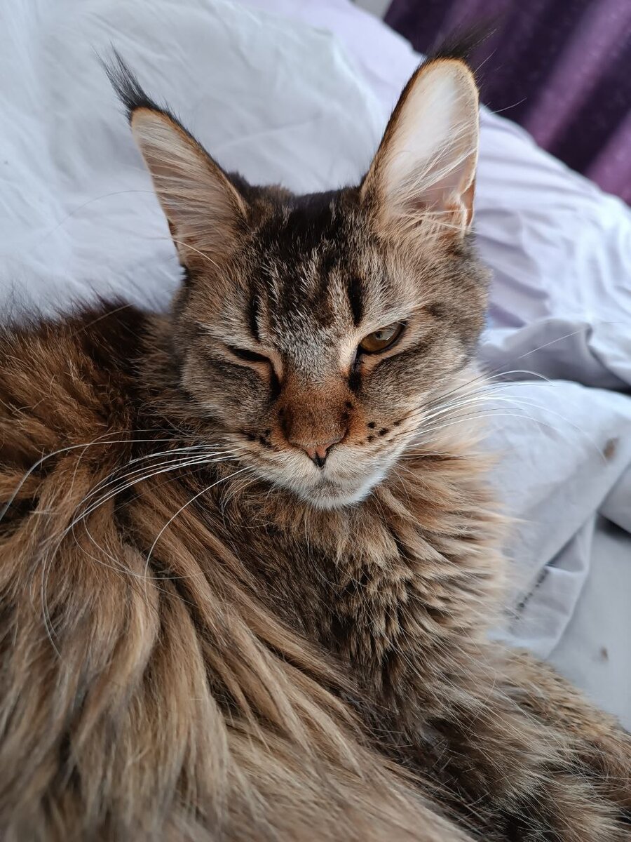 А надо было их съесть. Надо же, кота обидеть! Как они могли!