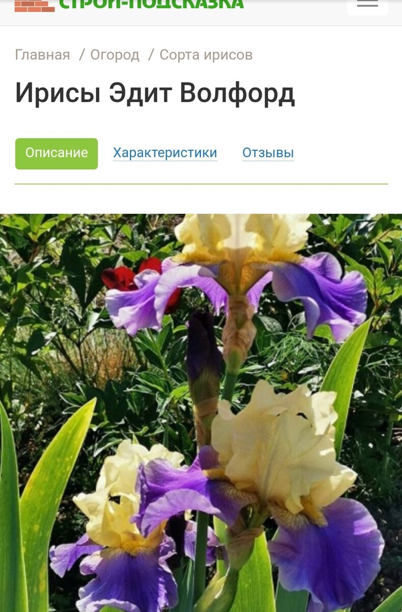 Бесподобные сорта ирисов! | Цветущий мир | Дзен