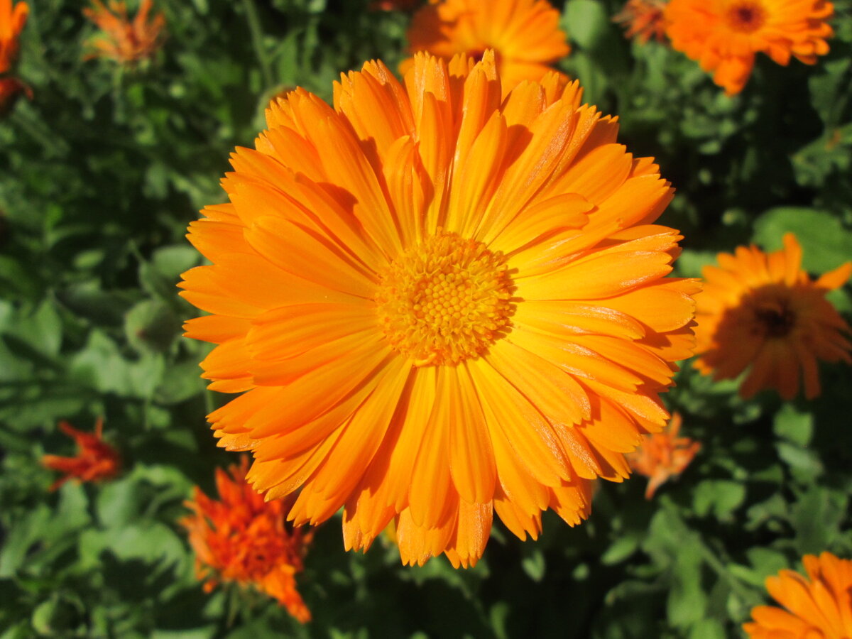 Ноготки лекарственные – Calendula officinalis l.