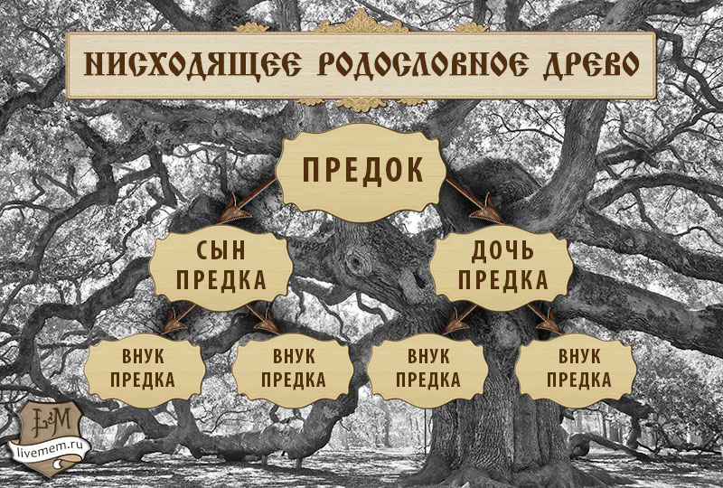 Предок рода 5. Составление генеалогического дерева. Составление генеалогического древа. Составление родового древа. Родословная семьи.