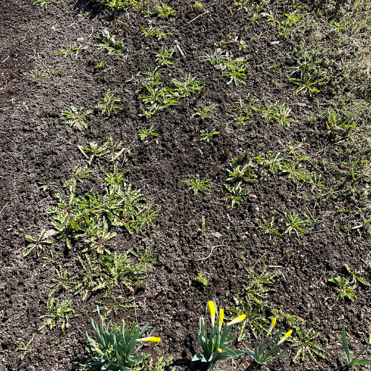 Остатки недожранных лилий уже проклюнулись, но среди одуванищ заметить их нереально.