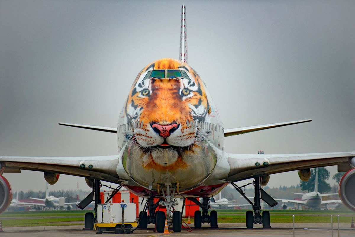 Авиакомпания «Россия». Ливрея «Амурский тигр»