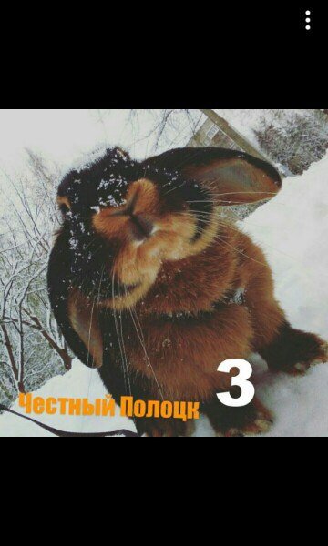  Наш кролик) 