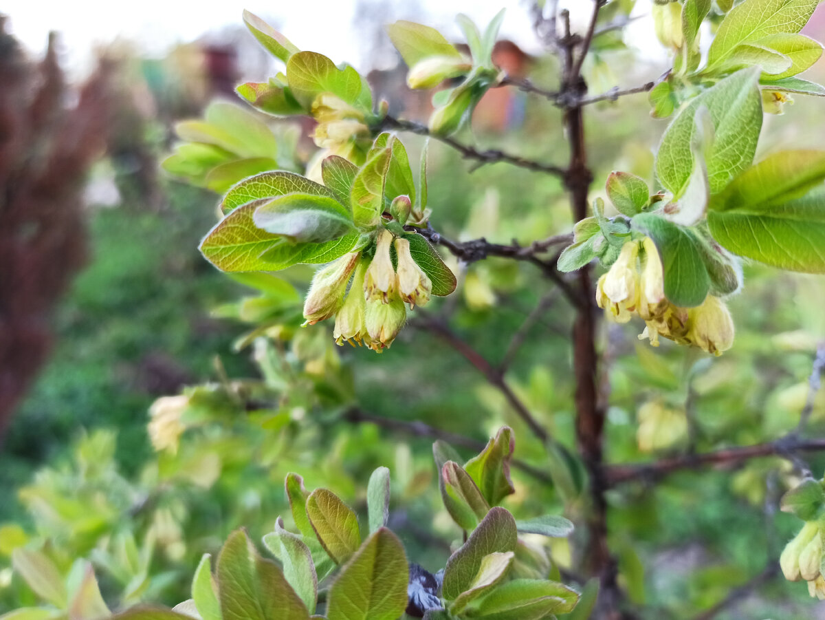 Фото автора. Жимолость тоже цветет на две недели раньше