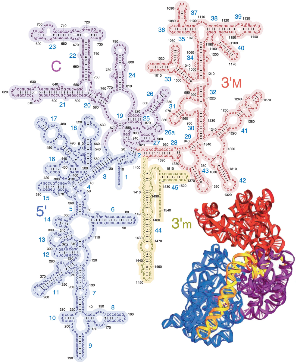 Рибосомная рнк рисунок