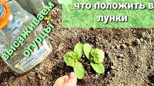 Что положить в лунку огурцов. Лунки для огурцов. лунки для огурцов в теплице. огурцы по 2 в лунку. огурец в лунке в сене.