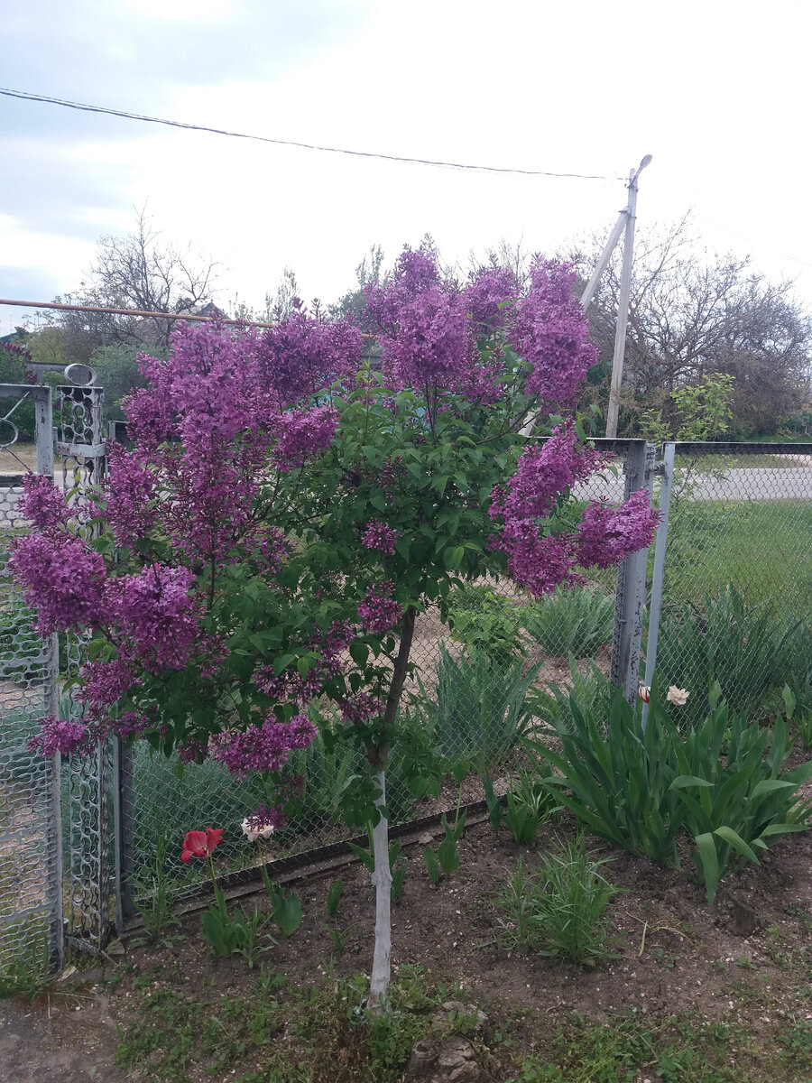 Второй сорт сирени