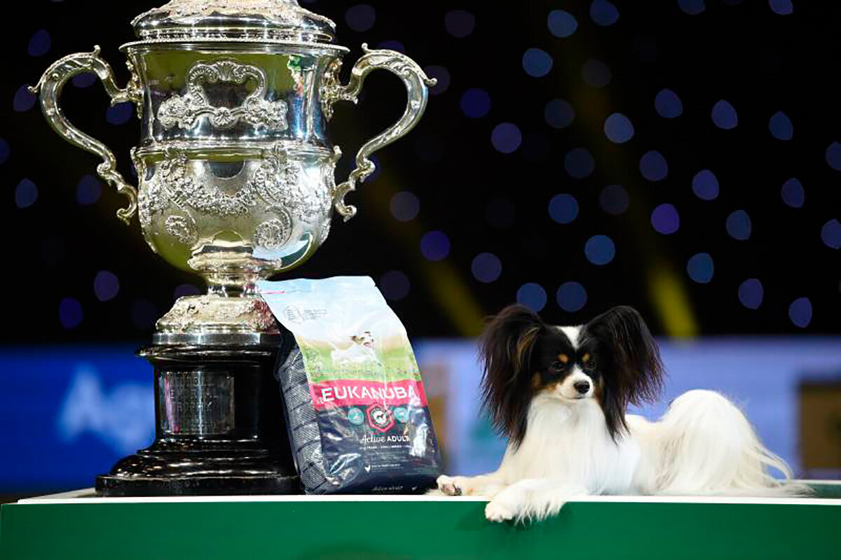 Кубок победителя Crufts