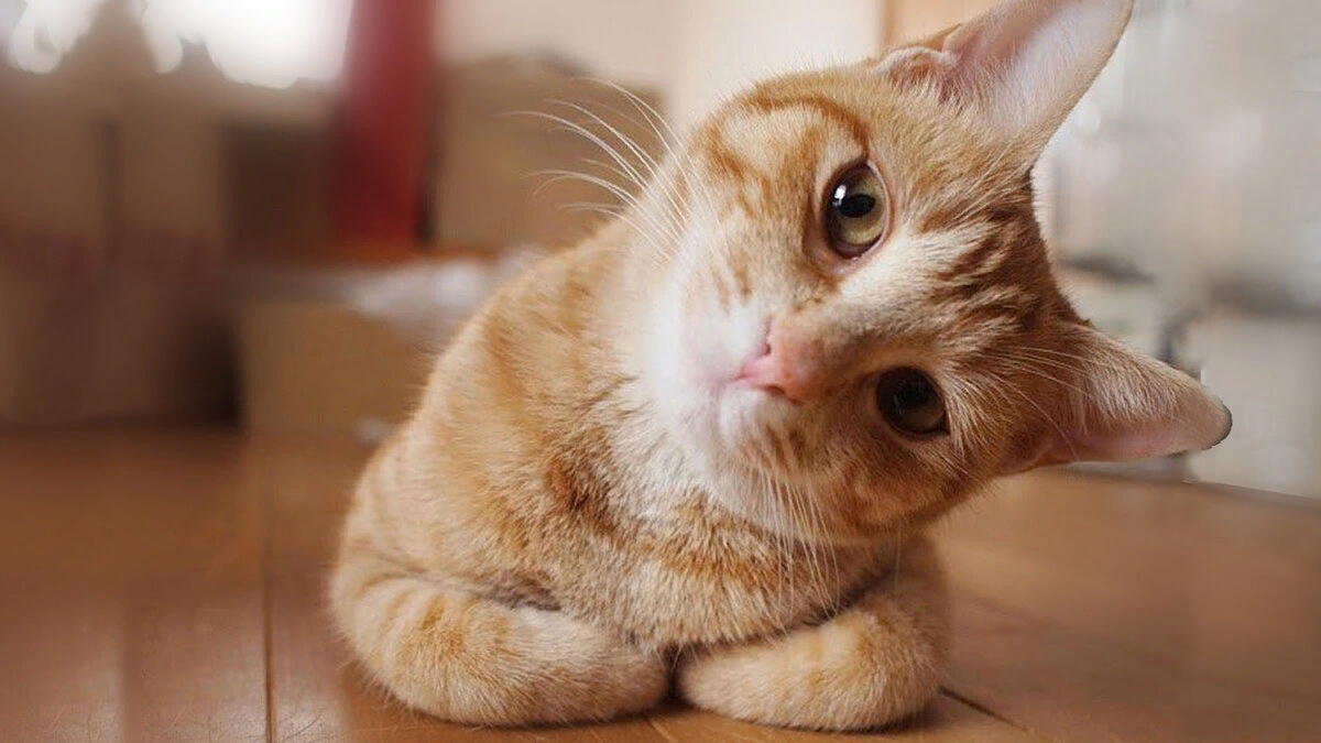 Любопытный кот фото. Испуганный кот. Напряженный кот. Кошка беспокоится. Кошка нервничает.