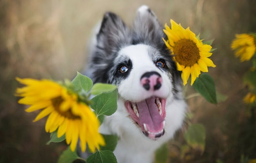 
3 СОВЕТА ХОРОШЕГО НАСТРОЕНИЯ



1. Чтобы у вас всегда было хорошее настроение, научитесь себя контролировать. Не обижайтесь по пустякам, постарайтесь не ссориться с близкими вам людьми, прощайте их. Прощая, вы избавляетесь от гнева и мстительных чувств, которые разрушают в первую очередь вас самих.

2. Попробуйте смотреть на мир с юмором. Даже если вас оскорбили или вы попали в непростую ситуацию, всё равно улыбнитесь и скажите себе: «И это тоже пройдёт!». Невероятно, но у тех, кто искренне верит, действительно, всё плохое уходит.

3. Не сидите дома, обижаясь на весь мир! Можете не сомневаться: на улице, в компании друзей и знакомых настроение плохим не бывает. Доказано!


