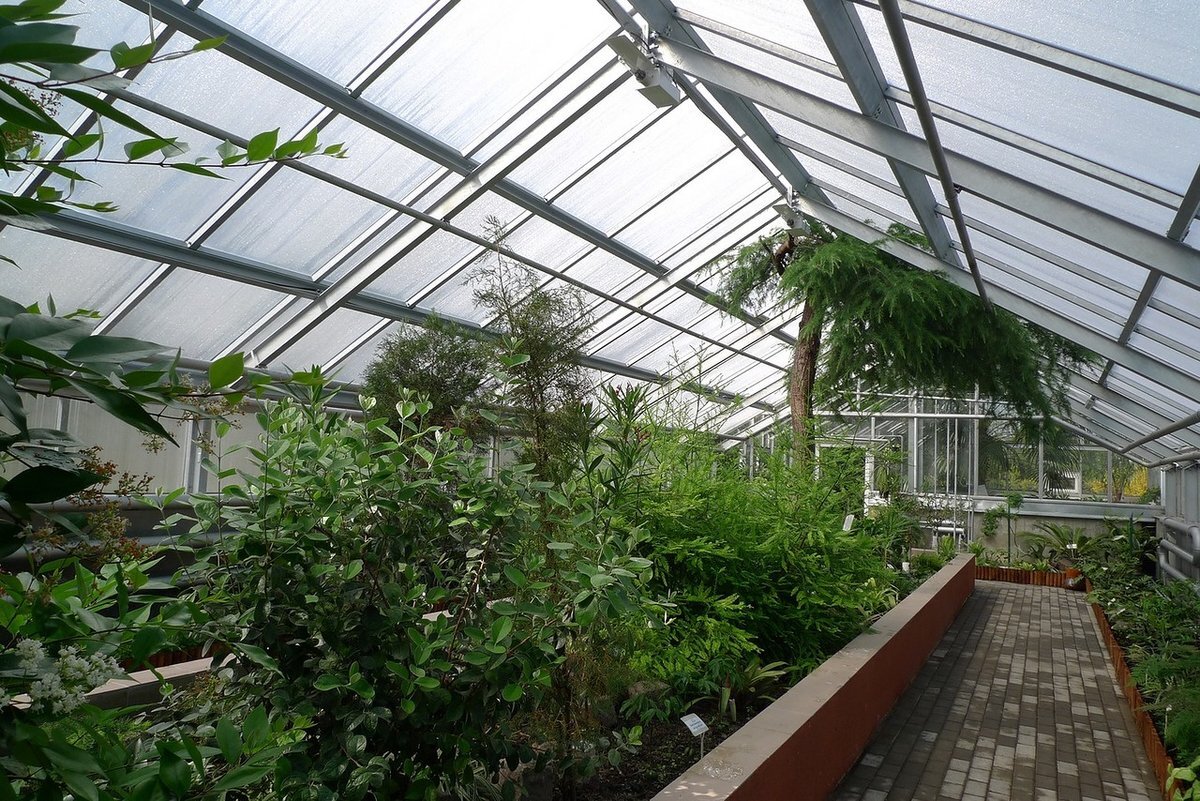 ботанический сад имени канта. канта. ботанический сад калининград официальный сайт. ботанический сад бфу имени иммануила канта. ботанический сад имени канта.