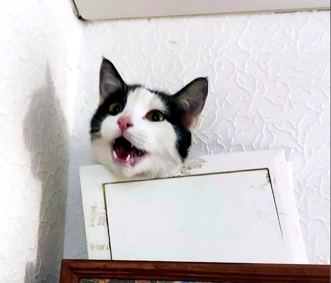 Вечером открылась крышка вентиляции и появилась голова громко мяукающего кота