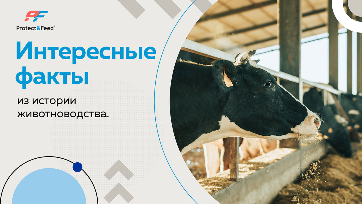 Интересные факты из истории животноводства | Protect&Feed | Дзен