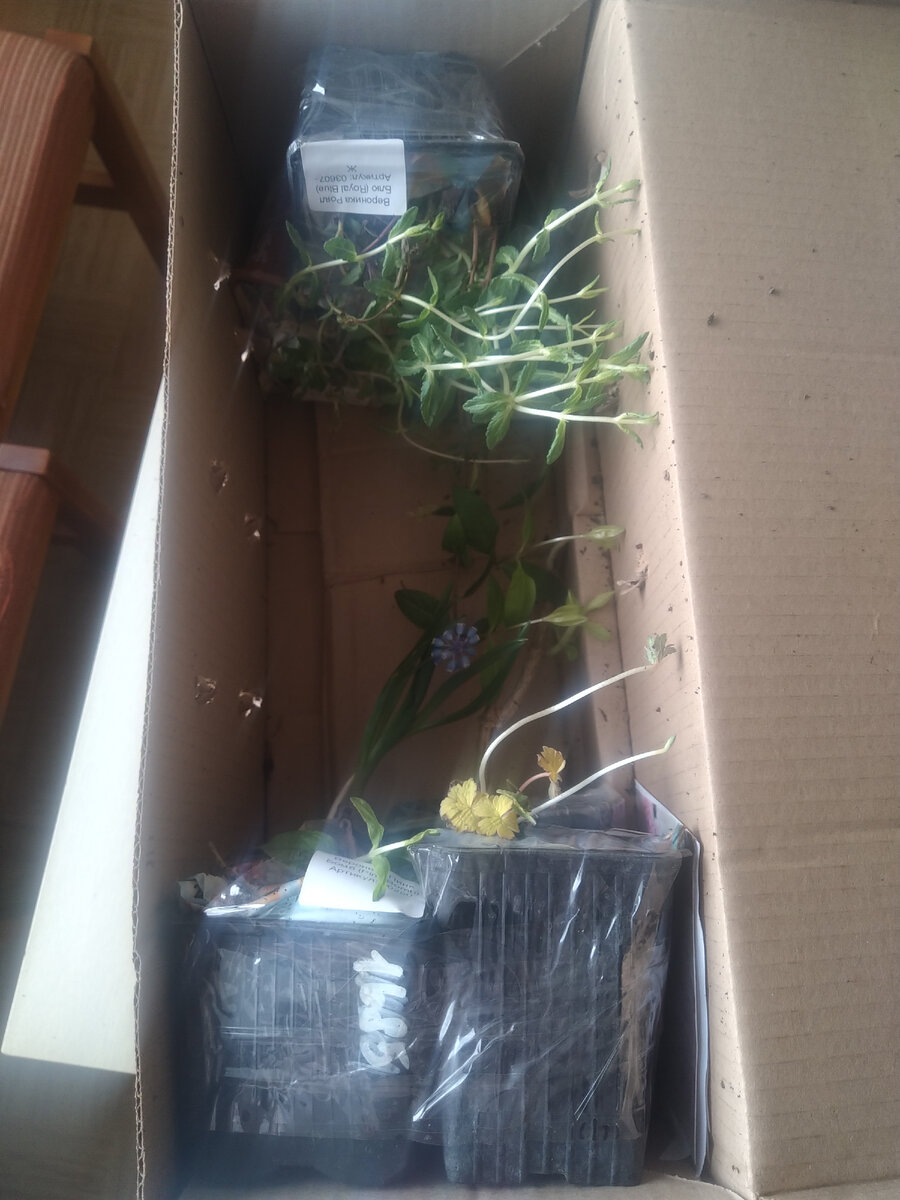 Упаковка внутри