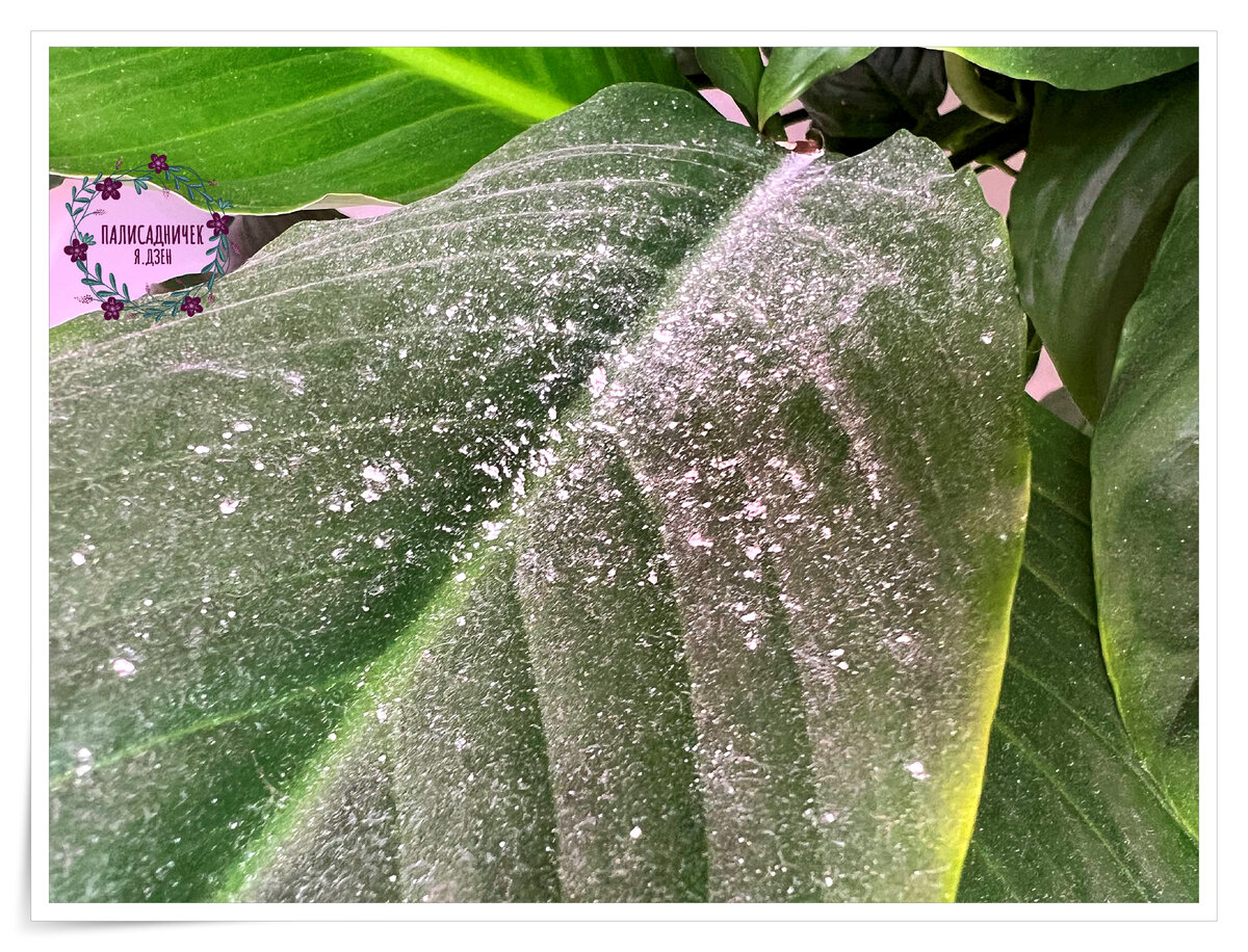 Ну а это на листьях пыль вперемешку с пыльцой. Ну вот как есть же показываю, чего кривитесь ))))