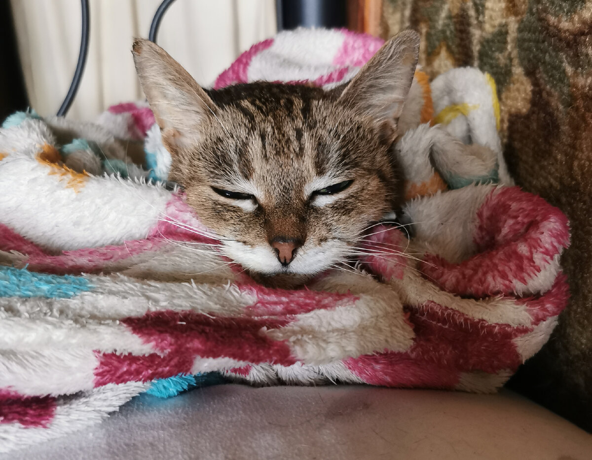 Сима отдыхает в своём одеяльце. Фото из личного архива автора.