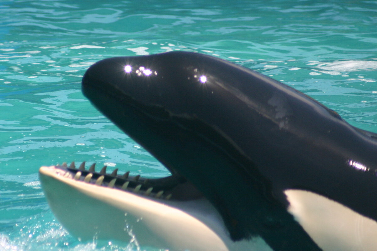 фотография взята из открытого доступа сети интернет / Фото Bertrand Duperrin ( Flickr.com)