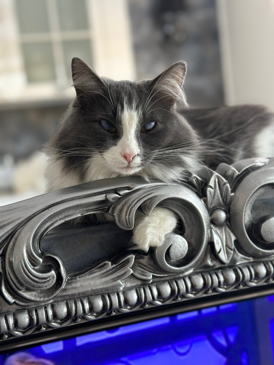 Мила, видит только тени. Как только она вернулась домой - сразу пошла колесо крутить 🥹