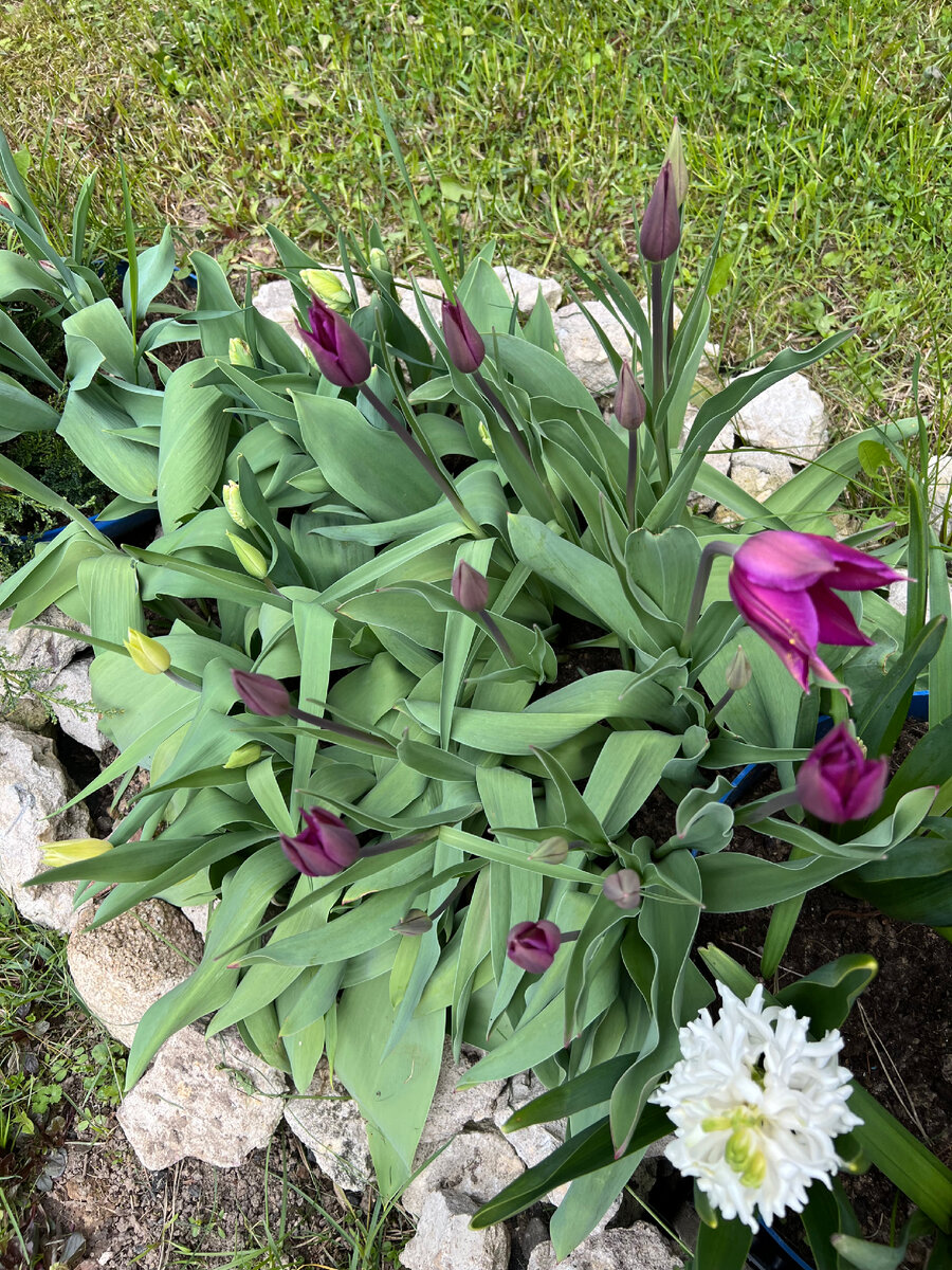 9 мая 2023. Такими они встретили меня утром)