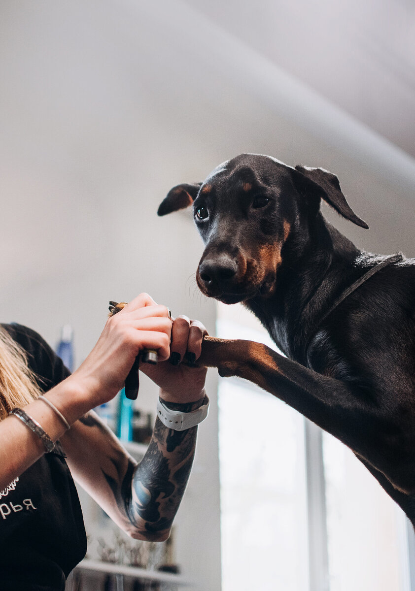 Собачка Джессика на стрижке когтей.