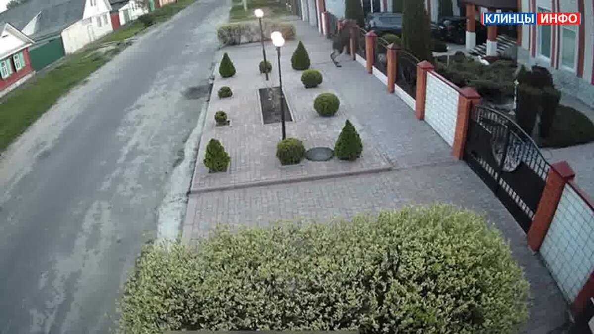    В Клинцах засняли на видео гуляющего по городу лося avchernov