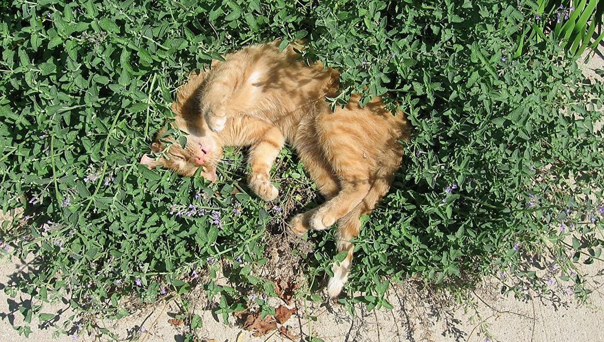 Можно собаке валерьянку. Кот и Кошачья мята. Кошачья мята. Валерьянка для кошек. Коты и валерьянка.