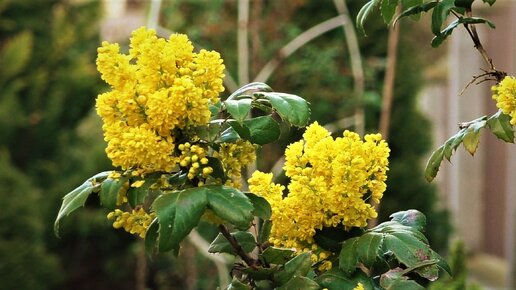 Цветы моего сада. Весеннее цветение / Flowers in my garden. spring bloom