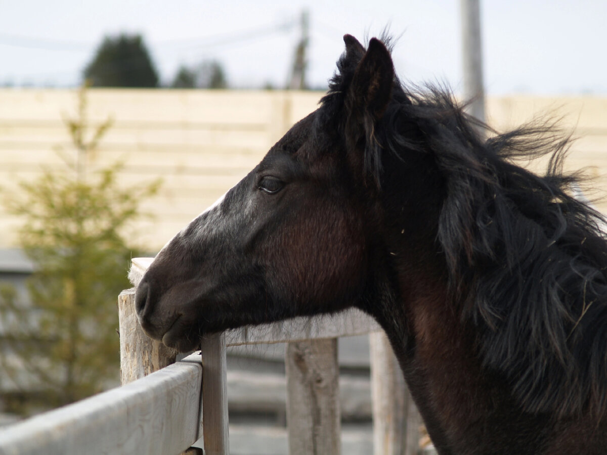 До укуса гадюки