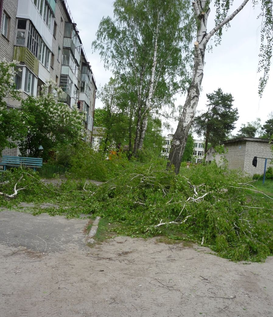    В Брянске мэрия Макарова устраивает скандальные благоустройства дворовых территорией со сплошной рубкой деревьев avchernov