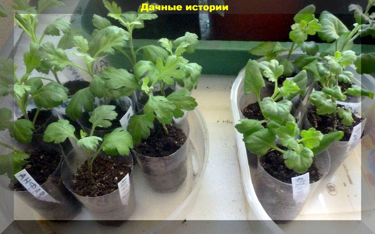 Как черенкуют хризантемы мультифлора на зиму. Ростки хризантемы мультифлора. Ростки хризантемы высокорослые. Черенки хризантем. Черенкуем хризантему в мае