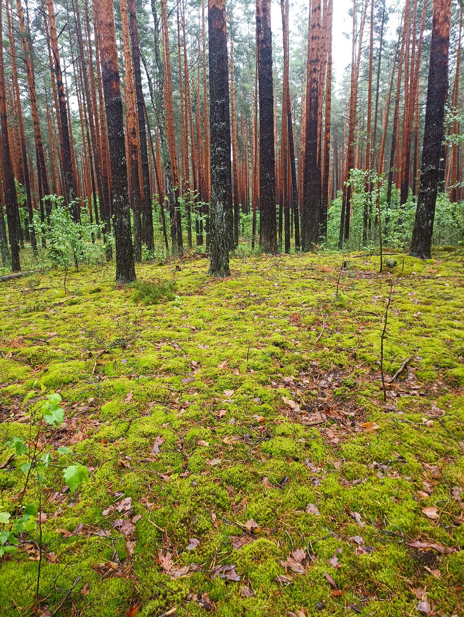 Погодные условия складываются таким образом, что можно сейчас с уверенностью сказать что всеми любимые "дары леса" попадут в большом количестве в корзины белорусских любителей тихой охоты.

Вместе с тем, из-за высокой влажности и резкого потепления в лесу вас будет ждать огромное количество насекомых, в связи с чем не будет лишним при походе в лес пользоваться спреями и соответствующе одеваться.