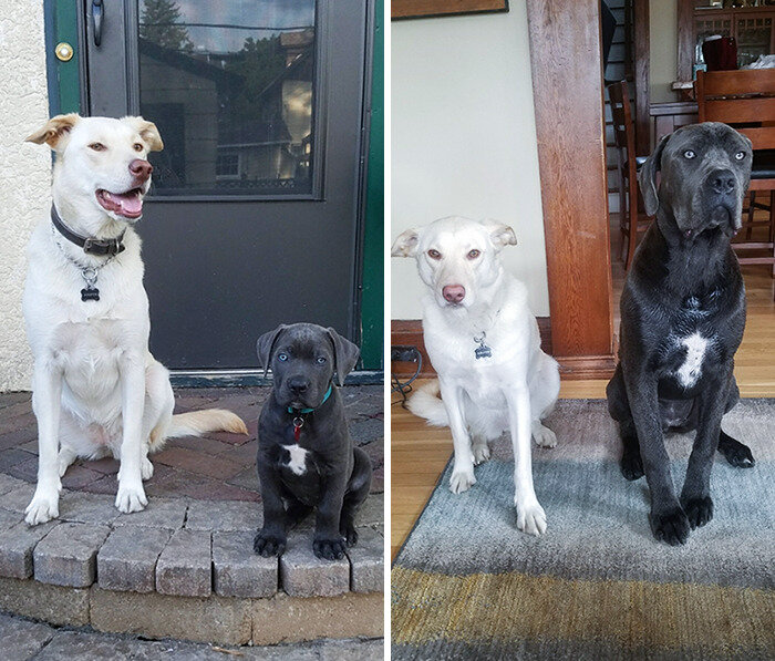 Источник: https://www.reddit.com/r/pics/comments/871trc/my_dog_next_to_my_moms_puppy_8_months_difference
