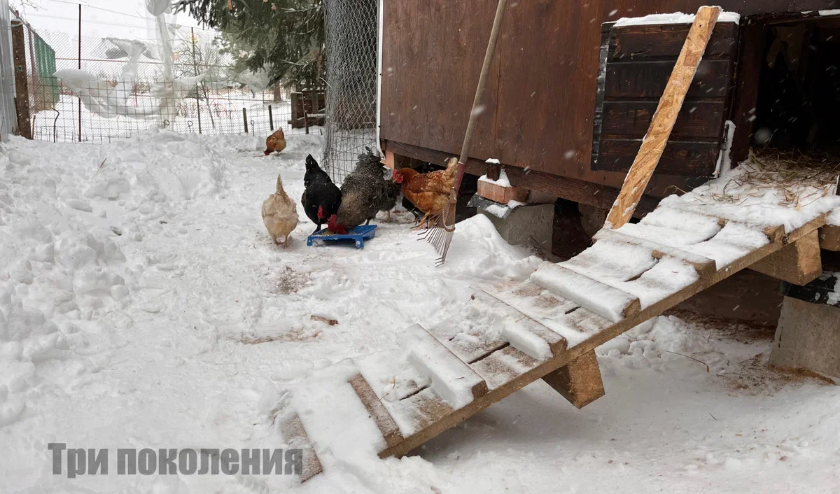 Три года живем в деревне, завели кур. Чем это всё закончилось и к каким  выводам пришли | ТРИ ПОКОЛЕНИЯ | Дзен