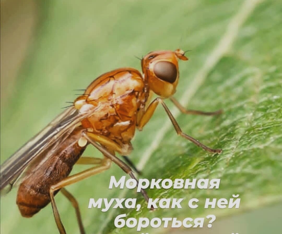 Яйца морковной мухи