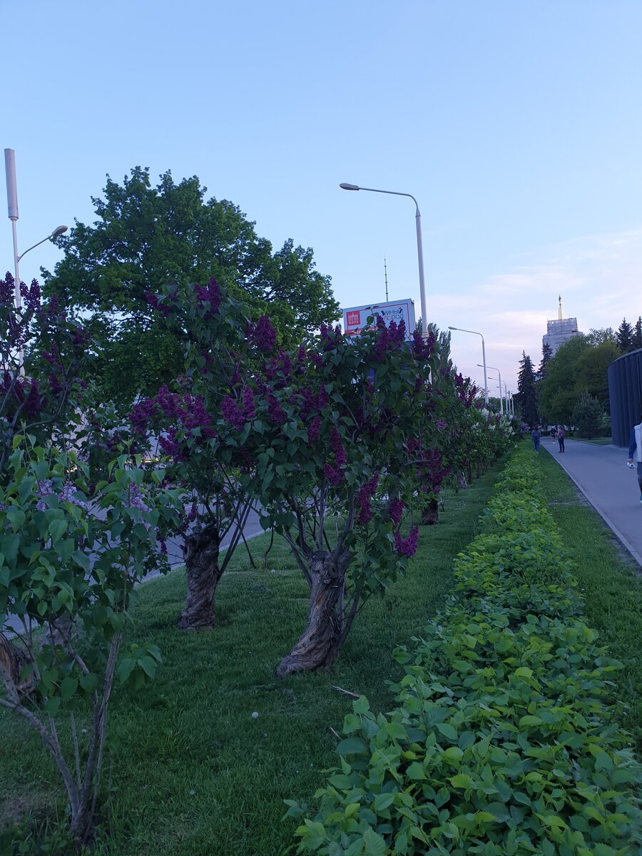 Вчера на ВДНХ сирень Колесникова