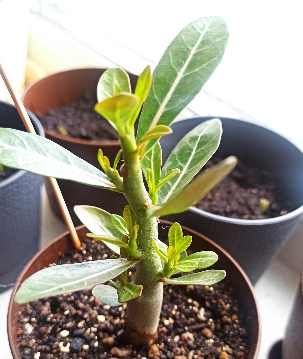 7 веточек))))