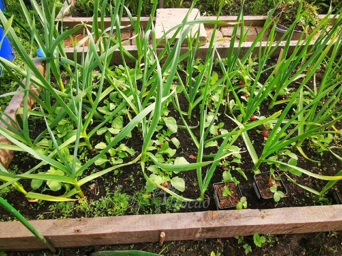 А эти товарищи дружат!