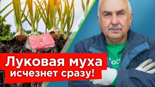 Избавьтесь от луковой и морковной мухи быстро и надолго! Как защитить посадки доступными средствами