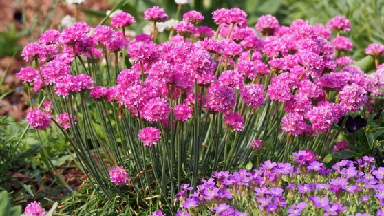    Эксперт рассказала, какие красивые почвокровные многолетники легко вырастить на участке Ирина Петрова